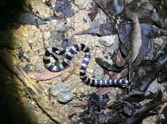 Bungarus fasciatus