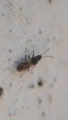 Metopoplax origani