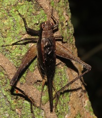 Eneoptera nigripedis