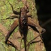Eneoptera nigripedis - Photo (c) Rich Hoyer,  זכויות יוצרים חלקיות (CC BY-NC-SA), הועלה על ידי Rich Hoyer