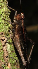 Eneoptera nigripedis