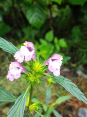 Galeopsis ladanum