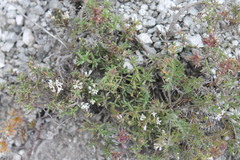 Asperula tephrocarpa