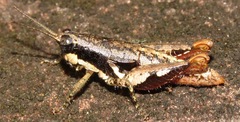 Eujivarus fusiformis