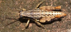 Eujivarus fusiformis