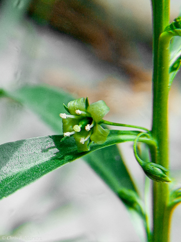 Goatweed (Capraria peruviana)