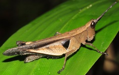 Xiphiola