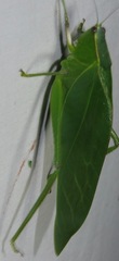 Frontinus