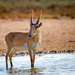 Antilope Saiga - Photo (c) yakov_oskanov, algunos derechos reservados (CC BY-NC)