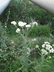 Achillea setacea