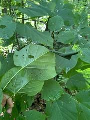 Pantographa limata