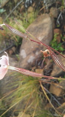 Silene undulata undulata