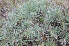 Onosma tanaitica
