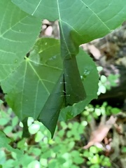 Pantographa limata