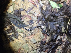 Bungarus fasciatus
