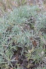 Onosma tanaitica