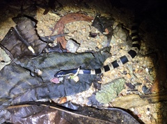 Bungarus fasciatus