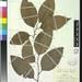 Litsea elliptica - Photo (c) Smithsonian Institution, National Museum of Natural History, Department of Botany, some rights reserved (CC BY-NC-SA)