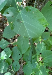 Pantographa limata