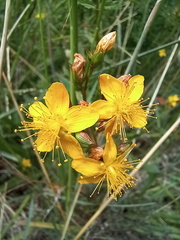 Hypericum undulatum