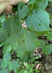 Pantographa limata