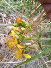 Hypericum undulatum