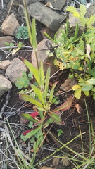 Silene undulata undulata