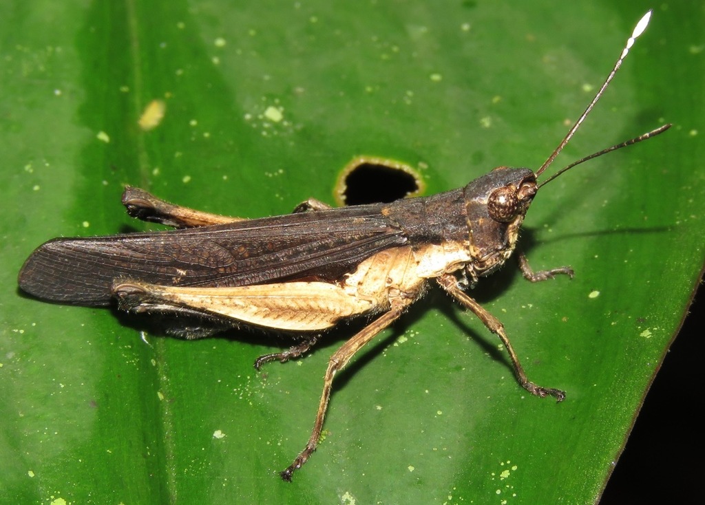 Peruvia