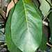 Litsea bindoniana - Photo Poyt448, sem restrições de direitos de autor conhecidas (domínio público)