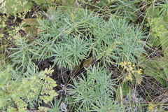Onosma tanaitica