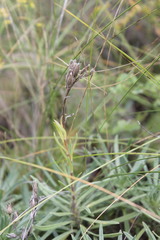 Onosma tanaitica