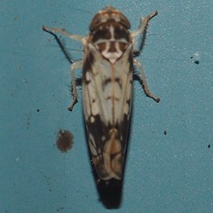 Scaphoideus obtusus