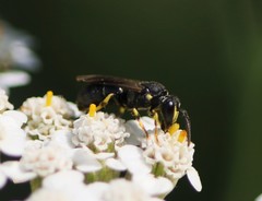 Hylaeus trinotatus