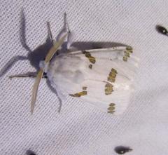 Euerythra trimaculata