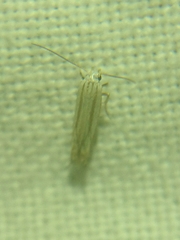 Polyhymno luteostrigella