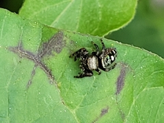 Phidippus audax