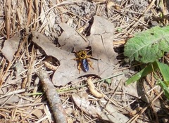 Laphria saffrana