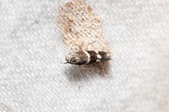 Elachista freyerella