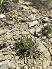 Ipomopsis spicata