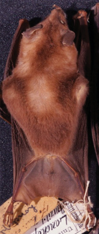 Goldman's Nectar Bat
