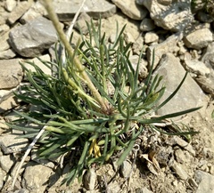 Ipomopsis spicata