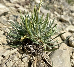 Ipomopsis spicata