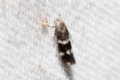 Elachista freyerella