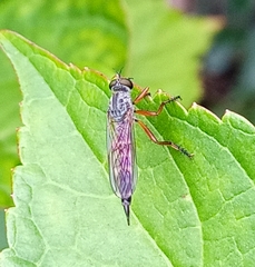 Neomochtherus geniculatus