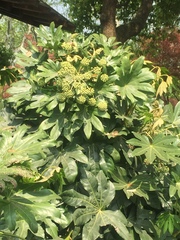 Fatsia japonica