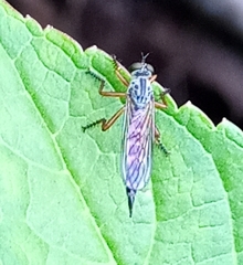 Neomochtherus geniculatus