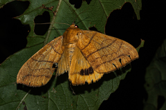 Achaea catocalina