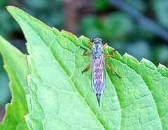 Neomochtherus geniculatus
