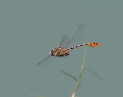 Dromogomphus