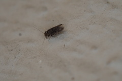 Lepidopsocidae